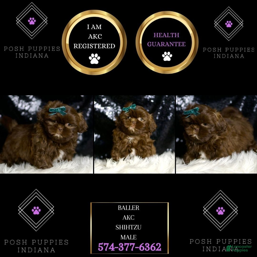 Shih Tzu dogs for sale: Baller - Image 6