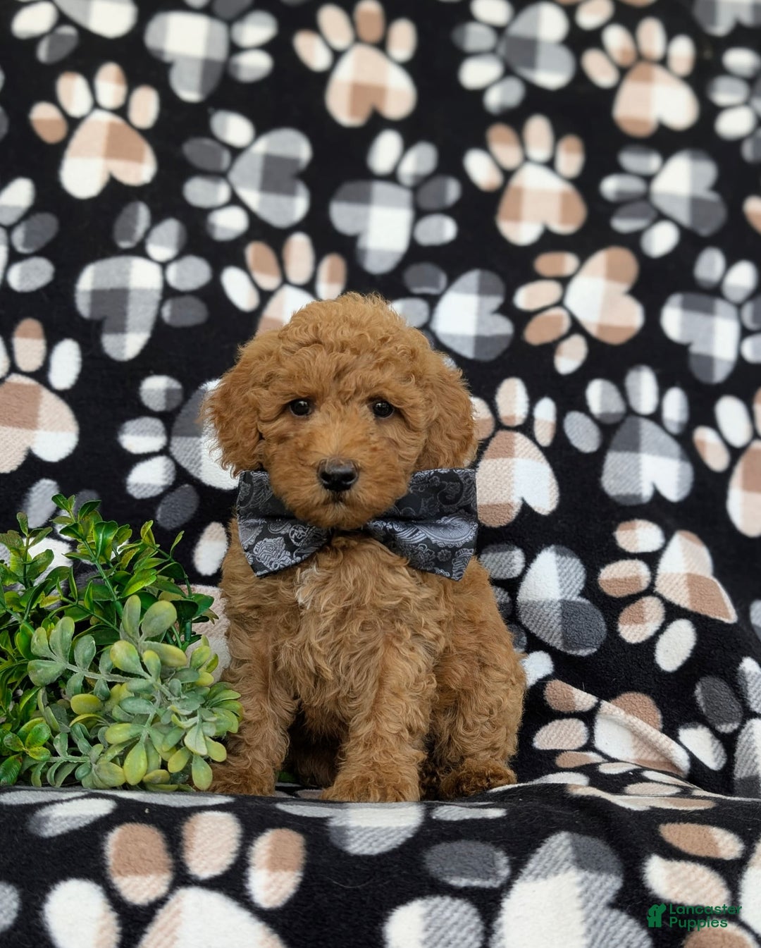 Bichpoo dogs for sale: Jeremie - Image 3