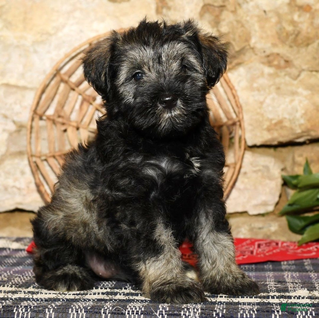 Miniature Schnauzer dogs for sale: Misty - Image 2
