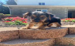 Yorkshire Terrier dogs for sale: Dallas - Image 8