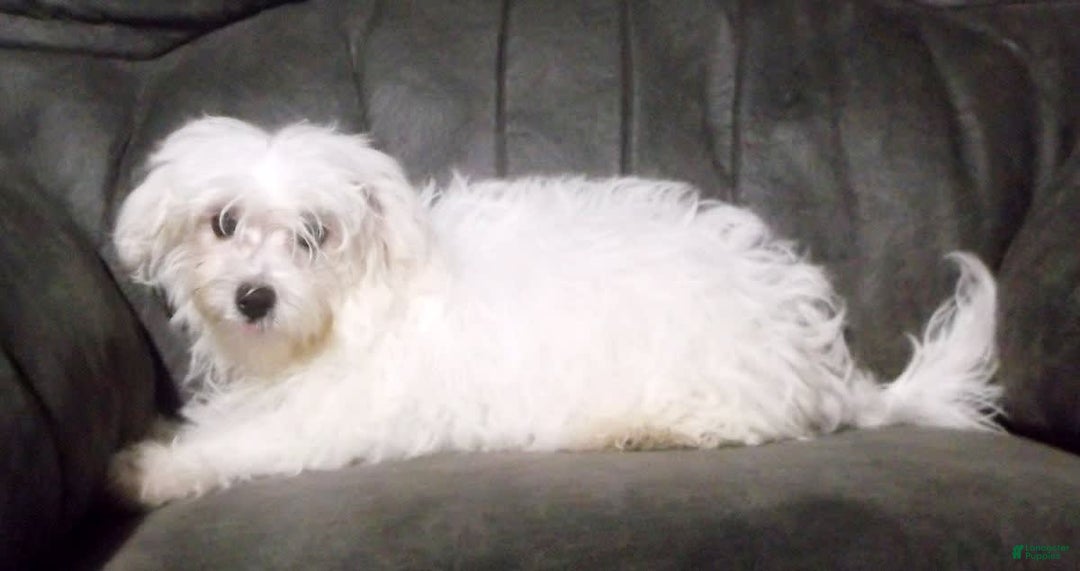 Maltese dogs for sale: Maverick - Image 4