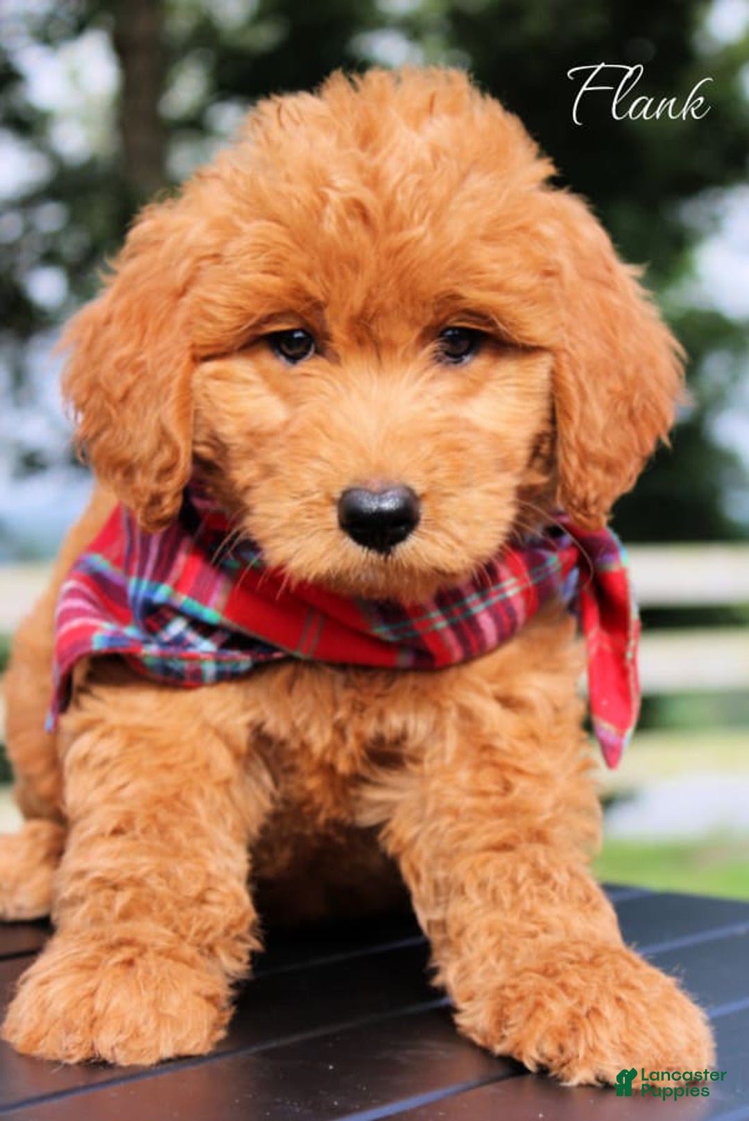 Goldendoodle dogs for sale: Flank - Image 1