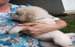 Golden Retriever dogs for sale: Pepper - Image 23