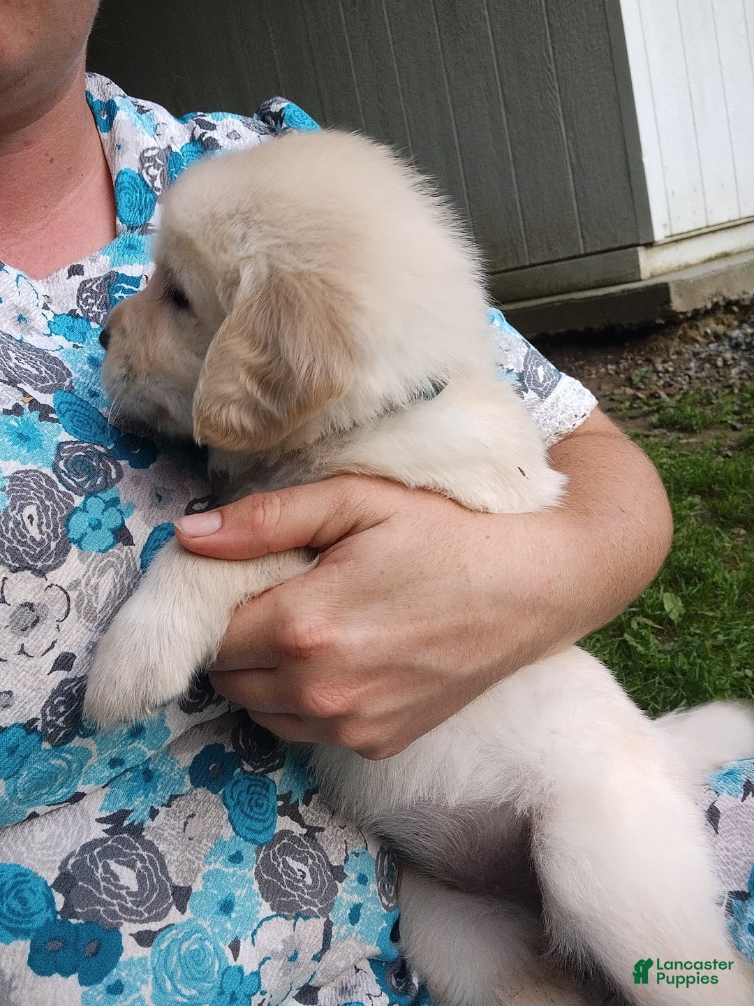 Golden Retriever dogs for sale: Pepper - Image 23
