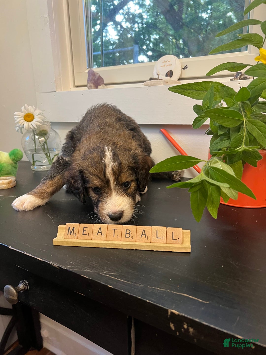 Bernedoodle dogs for sale: Meatball - Image 3