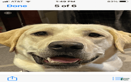 Labrador Retriever dogs for sale: Beretta - Image 4