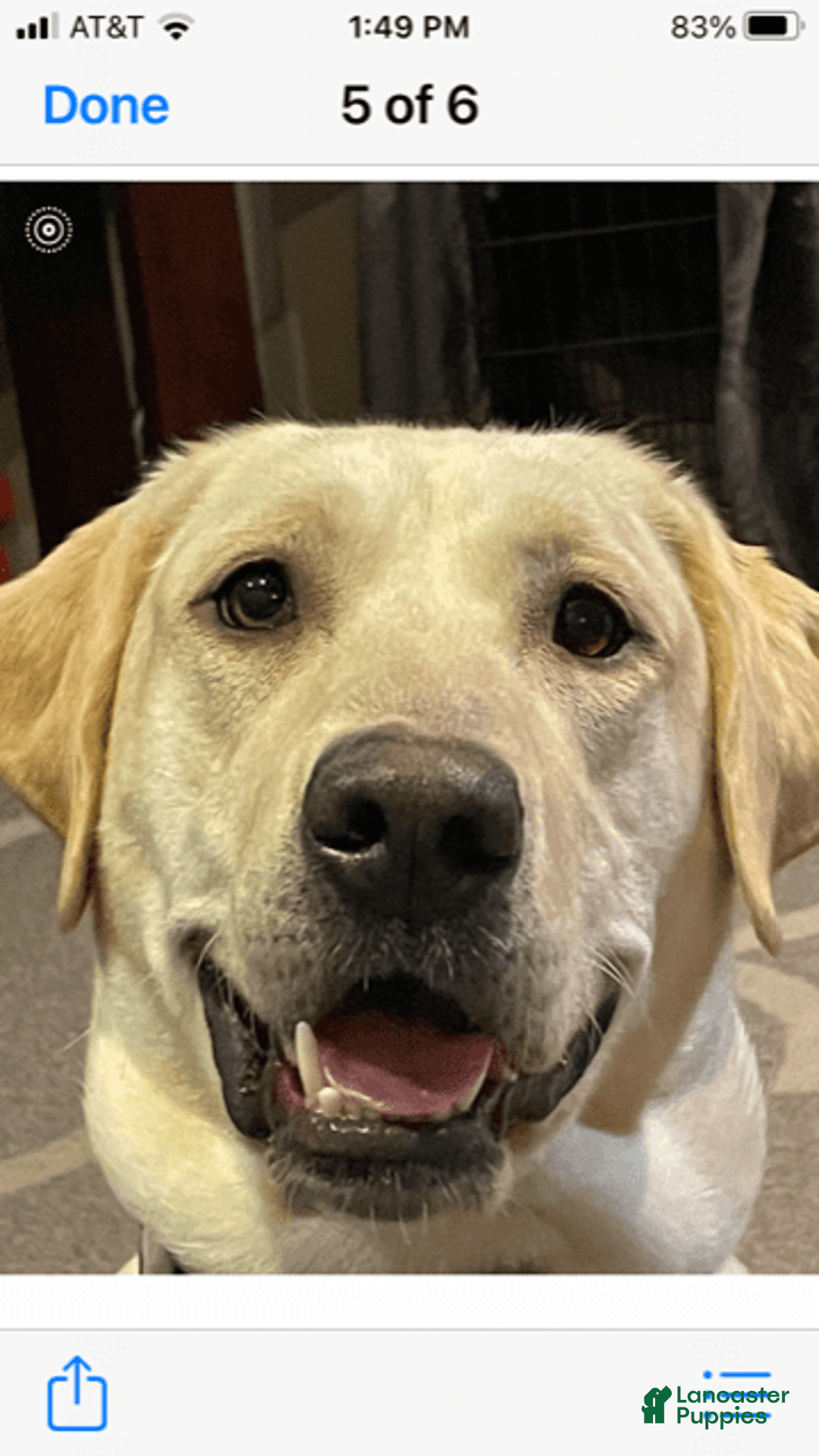 Labrador Retriever dogs for sale: Beretta - Image 4