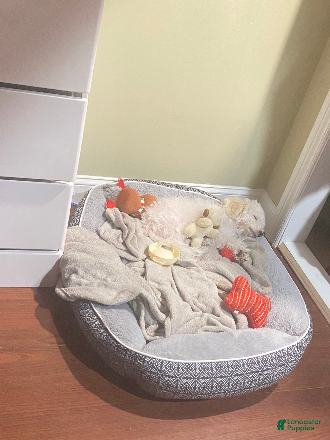 Bichon Frise dogs for sale: Marshall - Image 2