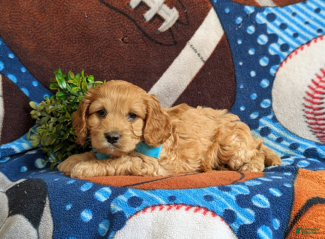 Cockapoo dogs for sale: Fleming - Image 5