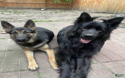 German Shepherd dogs for sale: Luna - Image 4