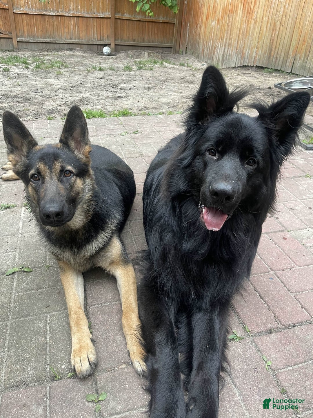 German Shepherd dogs for sale: Luna - Image 4