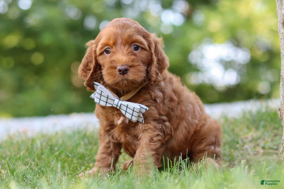 Cockapoo dogs for sale: Percy - Image 2