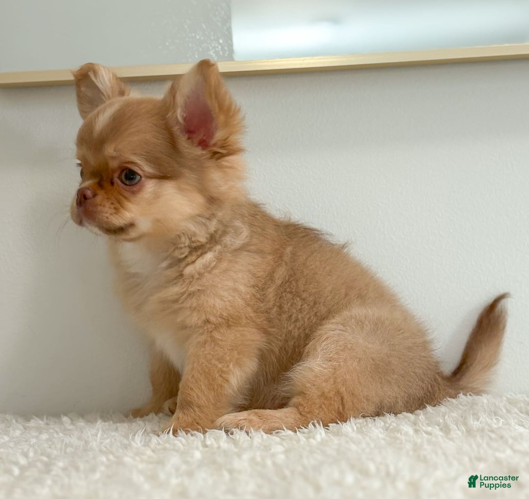 Chihuahua dogs for sale: Snickers - Image 22