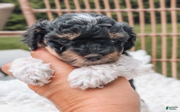 Miniature Poodle dogs for sale: Onyx - Image 2