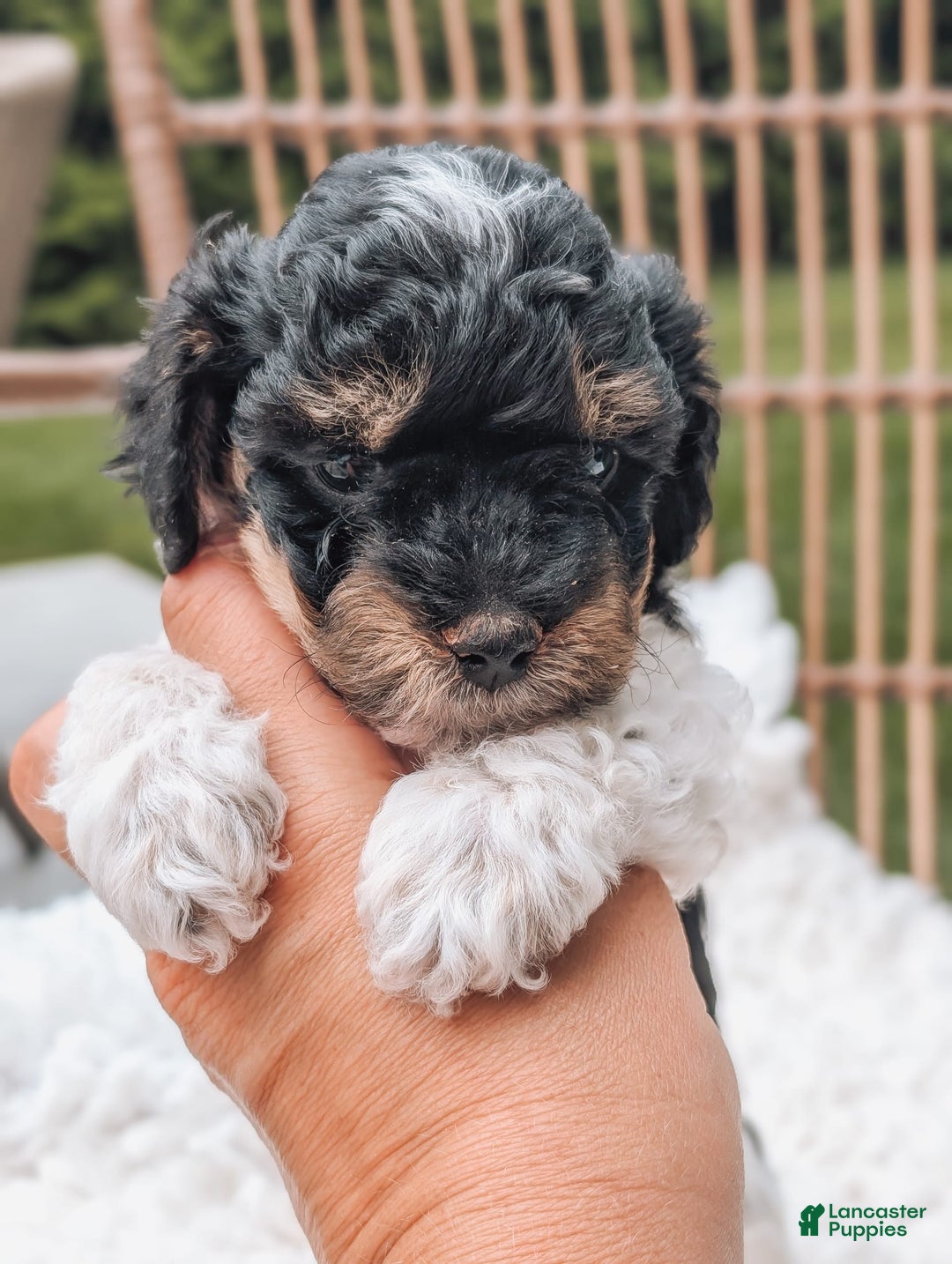 Miniature Poodle dogs for sale: Onyx - Image 2