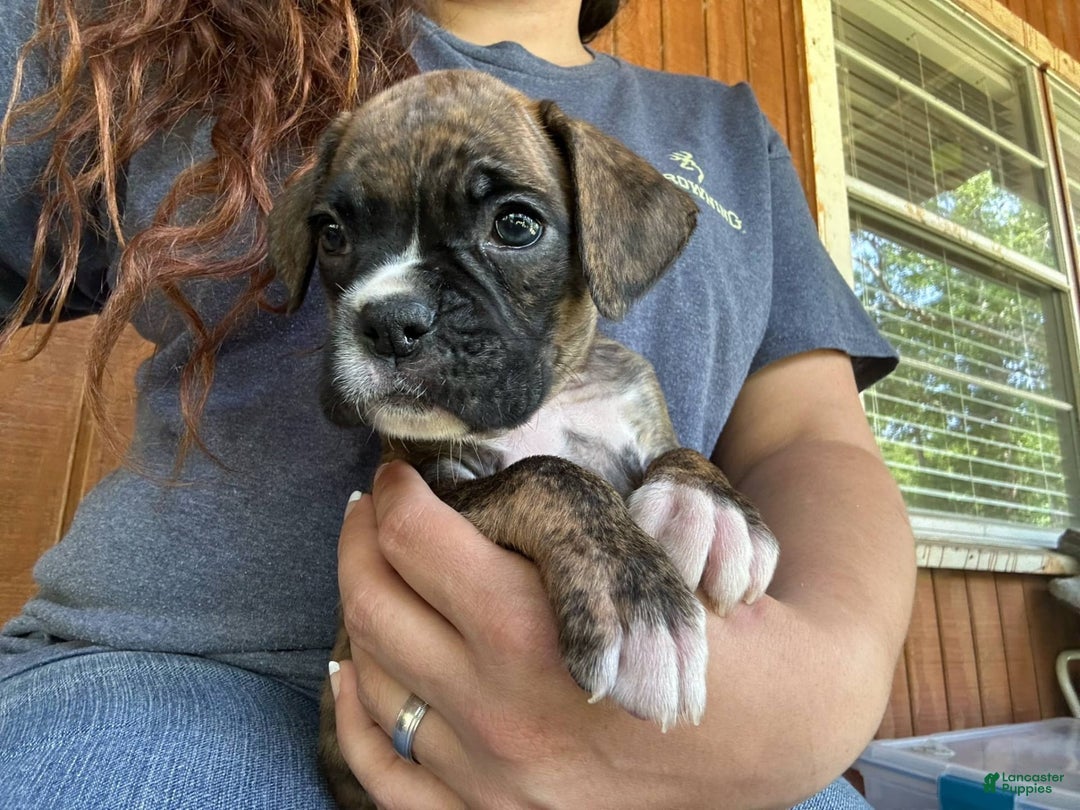 Boxer dogs for sale: Patty Cake - Image 1