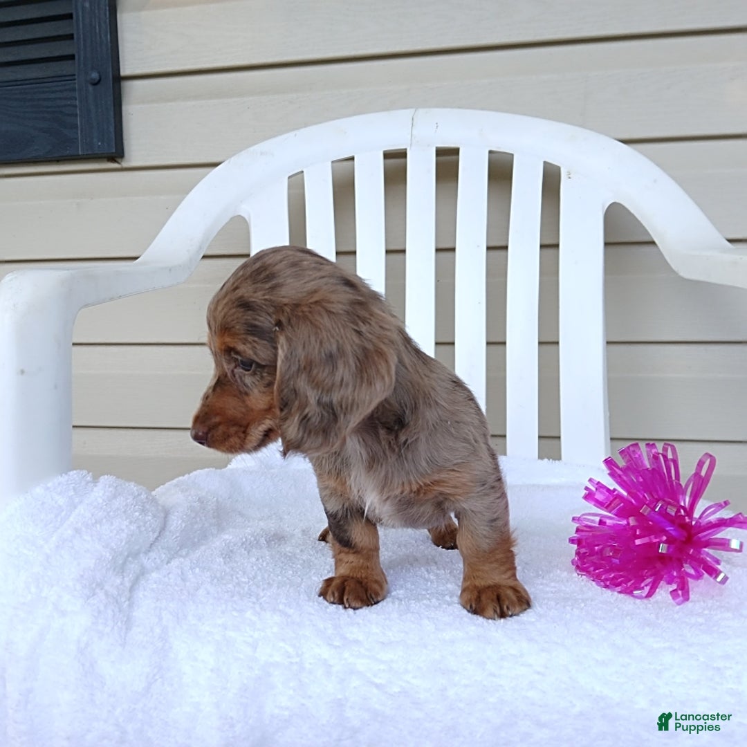 Miniature Dachshund dogs for sale: Sasha - Image 3