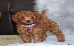 Mini Goldendoodle dogs for sale: Cami - Image 36