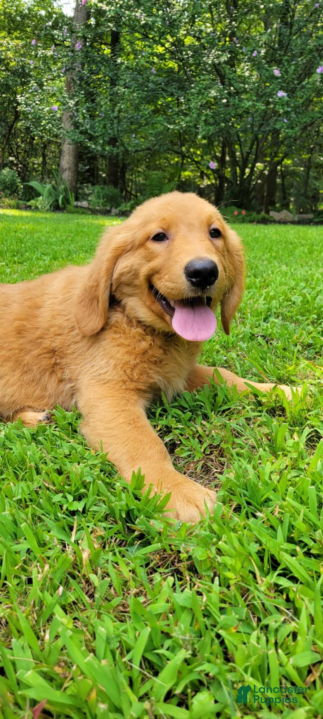 Golden Retriever dogs for sale: Ivy - Image 2