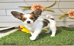 Papillon dogs for sale: Blake - Image 12