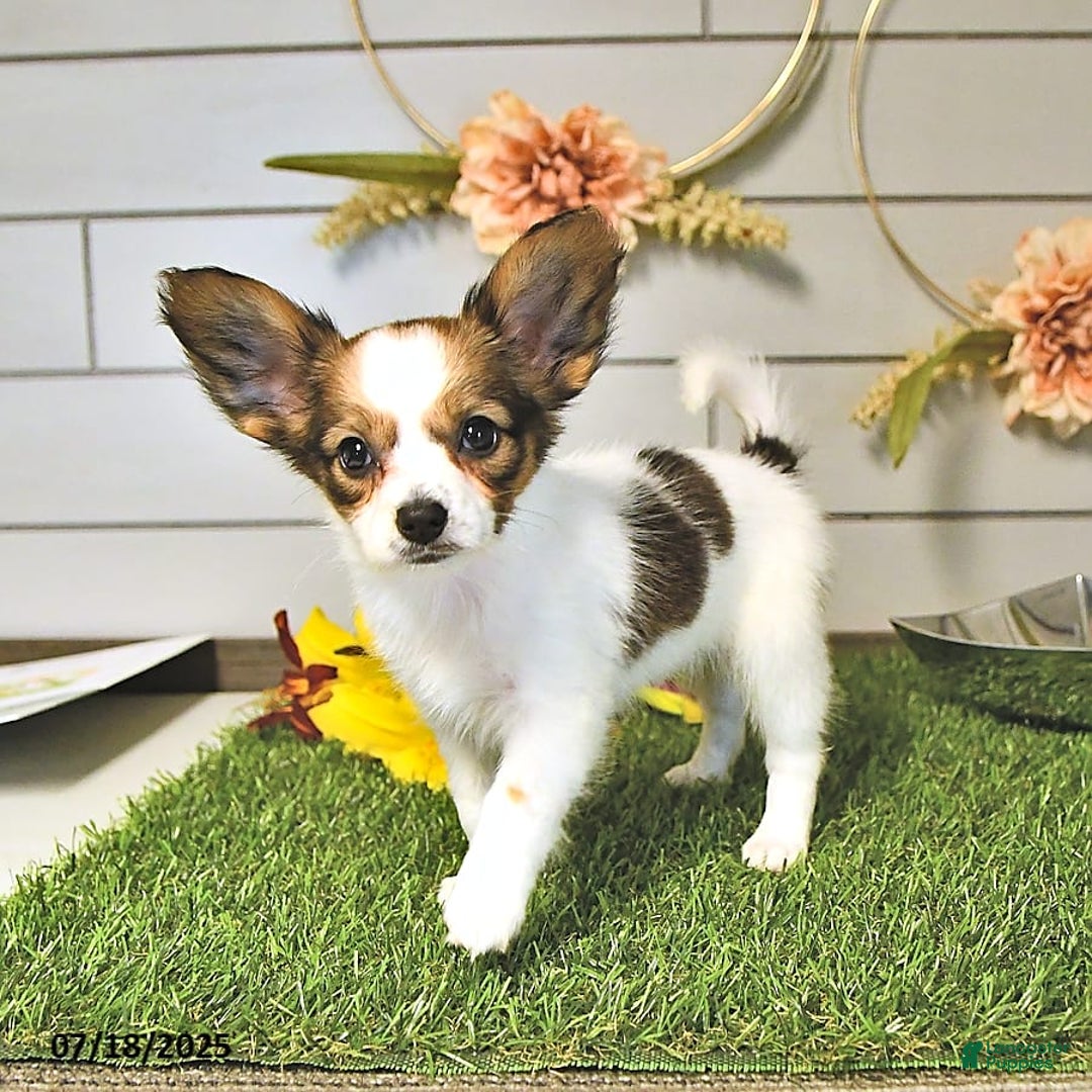 Papillon dogs for sale: Blake - Image 12
