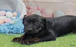 Catahoula Leopard Dog dogs for sale: Love Bug 2025 M1 - Image 10