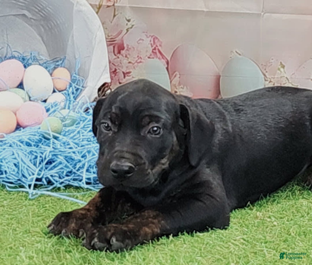 Catahoula Leopard Dog dogs for sale: Love Bug 2025 M1 - Image 10