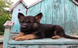 German Shepherd dogs for sale: Bruno - Image 4