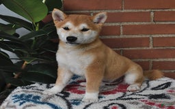 Shiba Inu dogs for sale: Bouncer - Image 2