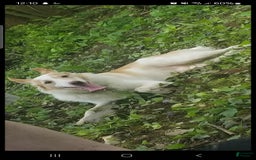 Border Collie dogs for sale: Dasiy - Image 10