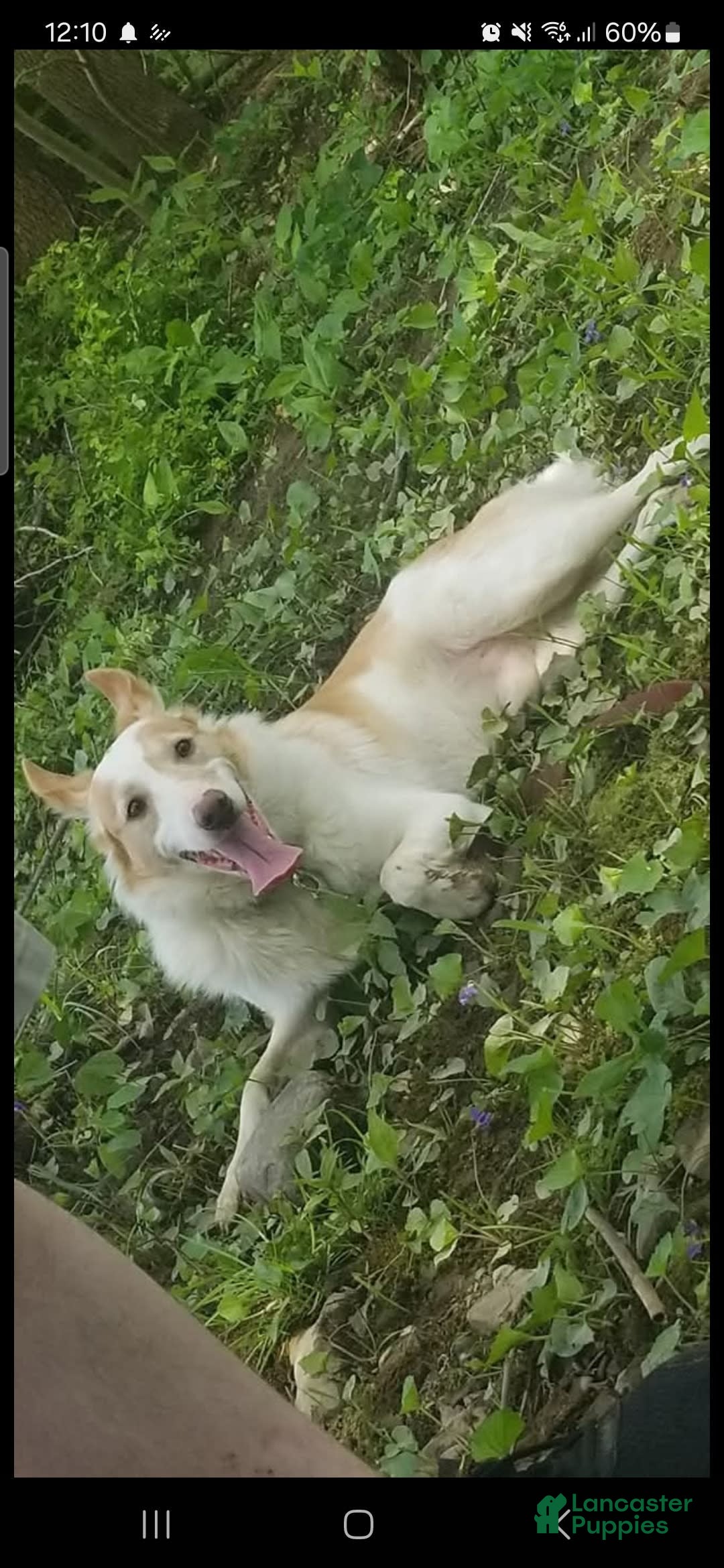 Border Collie dogs for sale: Dasiy - Image 10