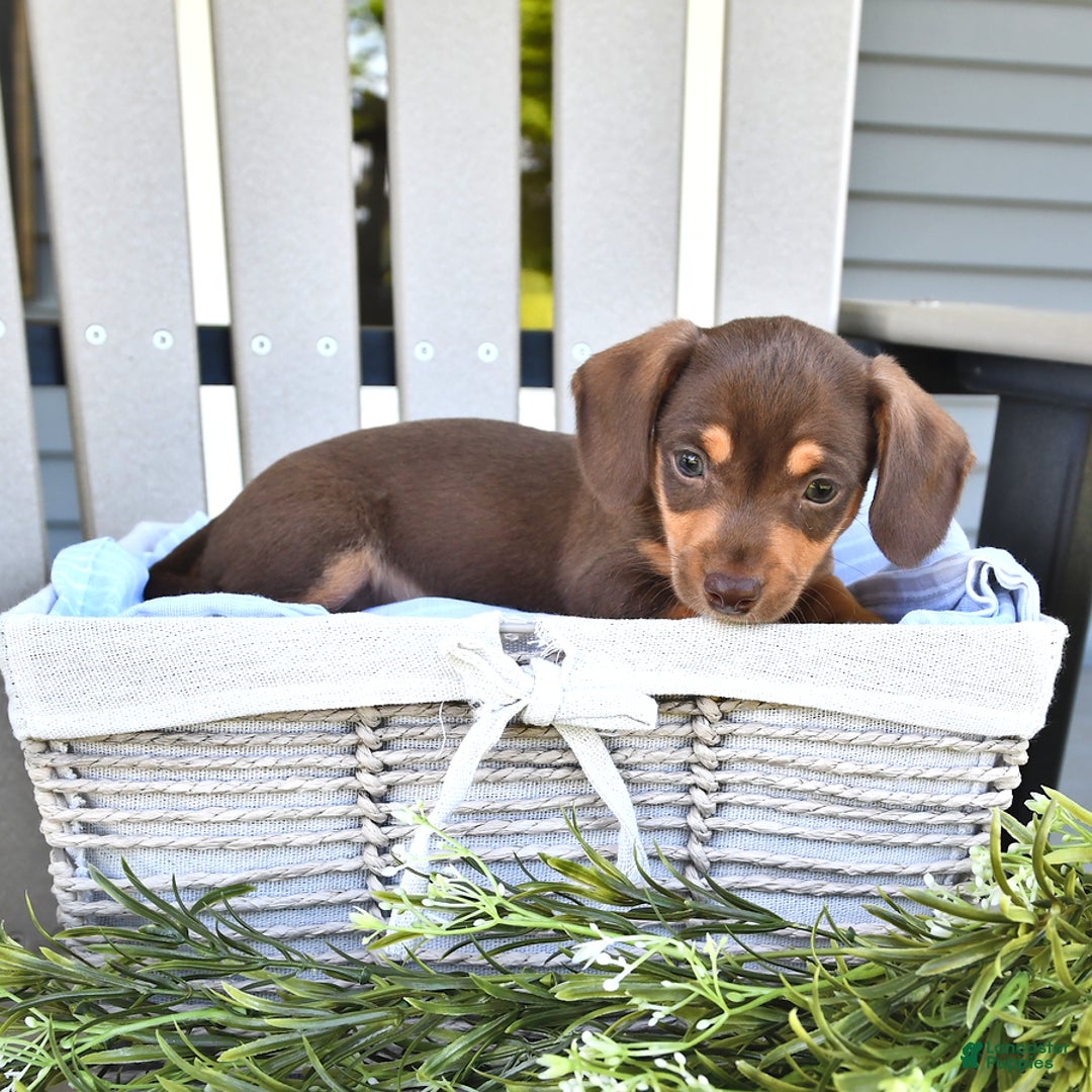 Chihuahua dogs for sale: Brownie - Image 3