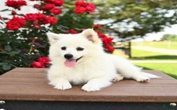 American Eskimo dogs for sale: Mango - Image 4