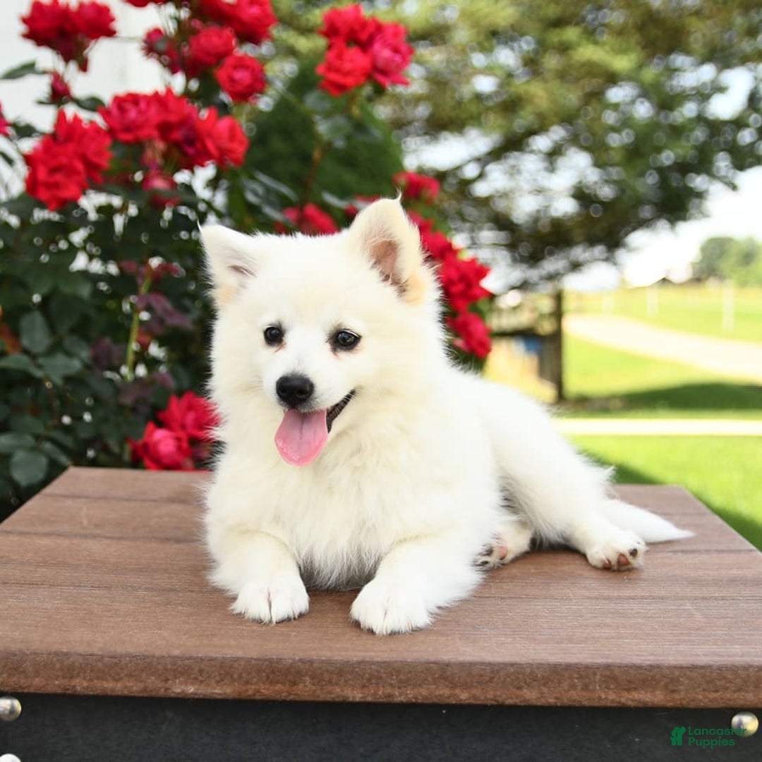 American Eskimo dogs for sale: Mango - Image 4