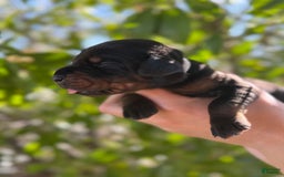 Doberman Pinscher dogs for sale: Grey Collar - Image 1