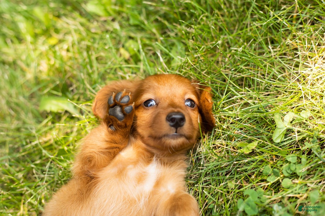 Miniature Dachshund dogs for sale: Millie - Image 6