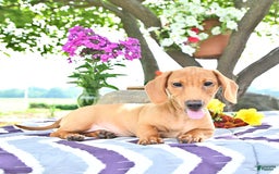 Miniature Dachshund dogs for sale: Twinkle - Image 4