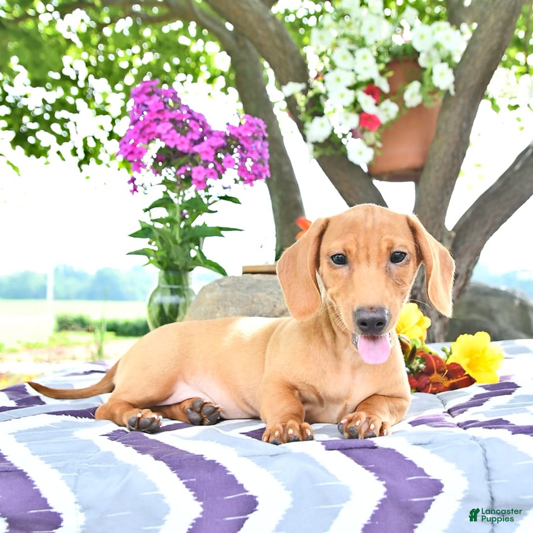 Miniature Dachshund dogs for sale: Twinkle - Image 4