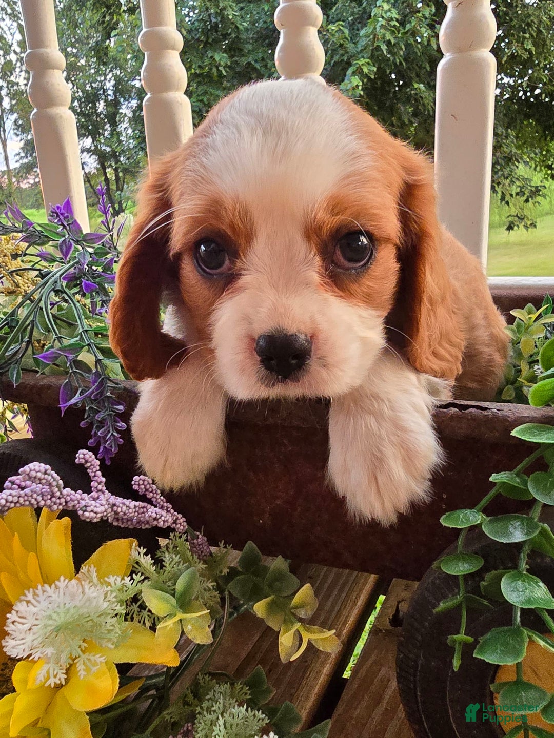 Cavalier King Charles Spaniel dogs for sale: Drake small Blenheim colored male - Image 8