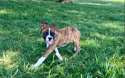 Boxer dogs for sale: Roxie - Image 6