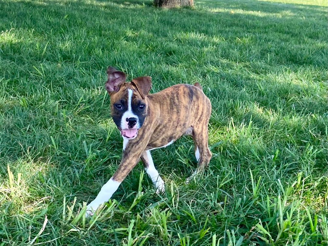 Boxer dogs for sale: Roxie - Image 6
