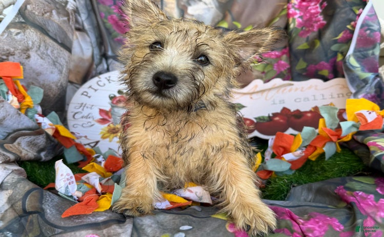 Cairn Terrier dogs for sale - Ad 2