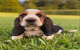 Basset Hound dogs for sale: Isabelle - Image 19