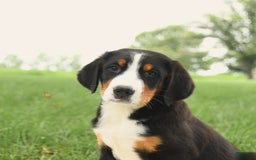 Greater Swiss Mountain Dog dogs for sale: Goldie - Image 14