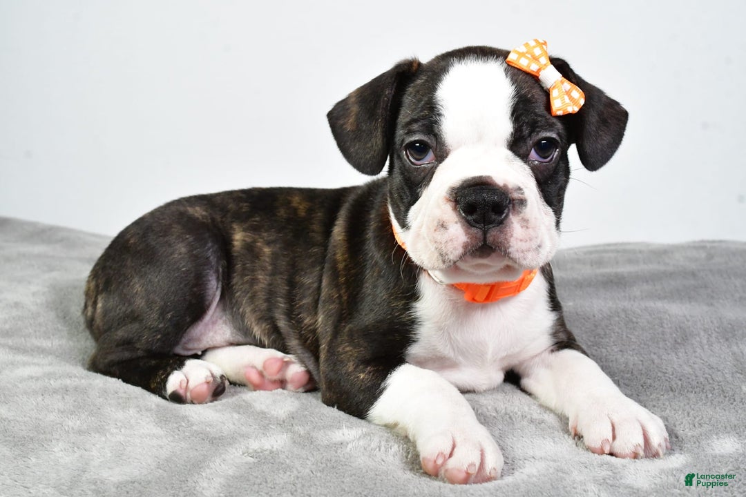 Frenchton dogs for sale: Franklin - Image 7