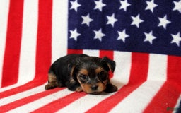 Yorkshire Terrier dogs for sale: Zaria - Image 2