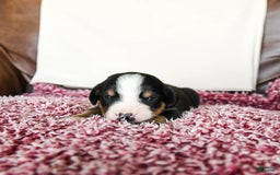 Greater Swiss Mountain Dog dogs for sale: Felix - Image 11