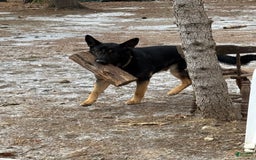 German Shepherd dogs for sale: Princess - Image 20