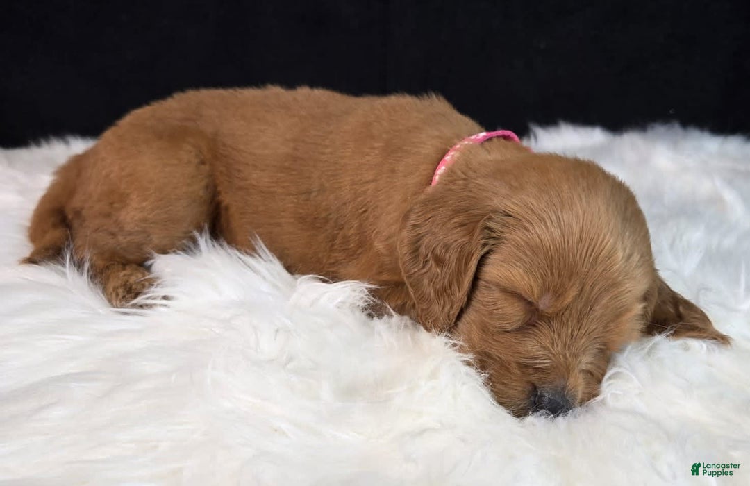Goldendoodle dogs for sale: Rosie - Image 14