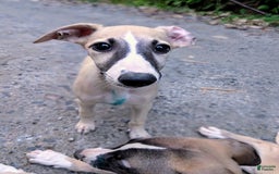 Whippet dogs for sale: Tilly - Image 10